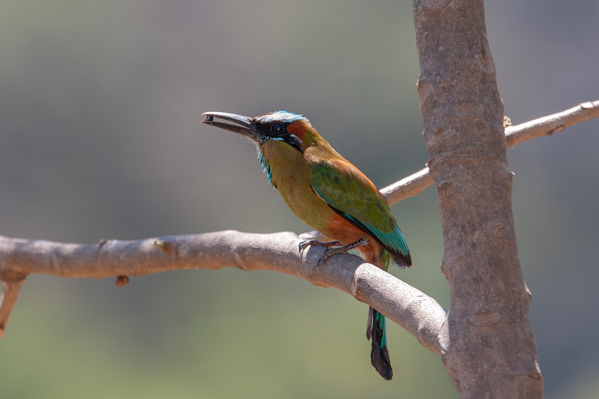 Turquoise-browed Motmot - ML641766580