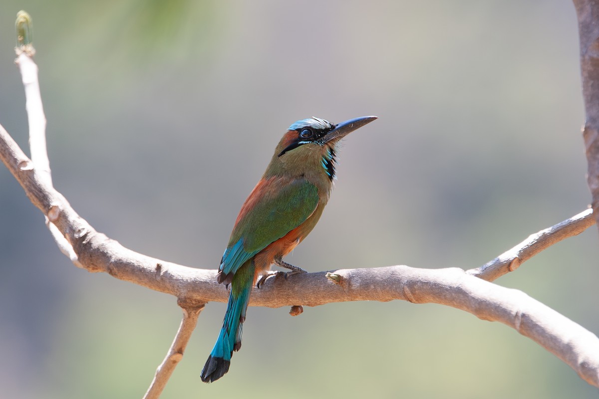 Turquoise-browed Motmot - ML641766581