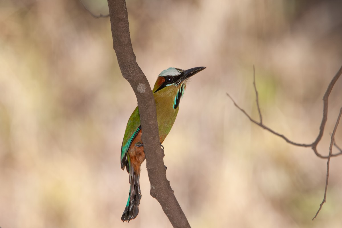 Turquoise-browed Motmot - ML641766582