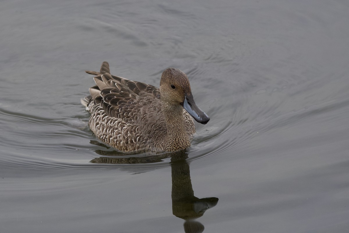 Northern Pintail - ML641766583