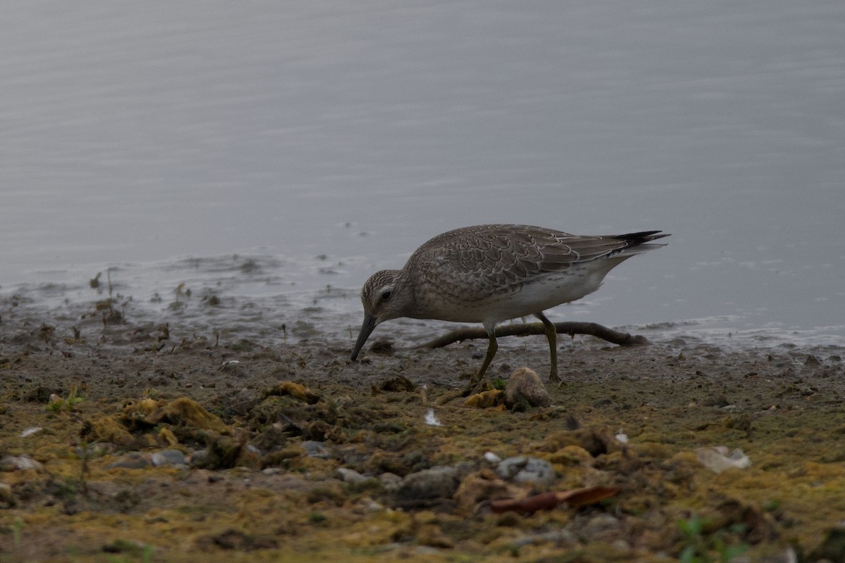 Red Knot - ML641766589