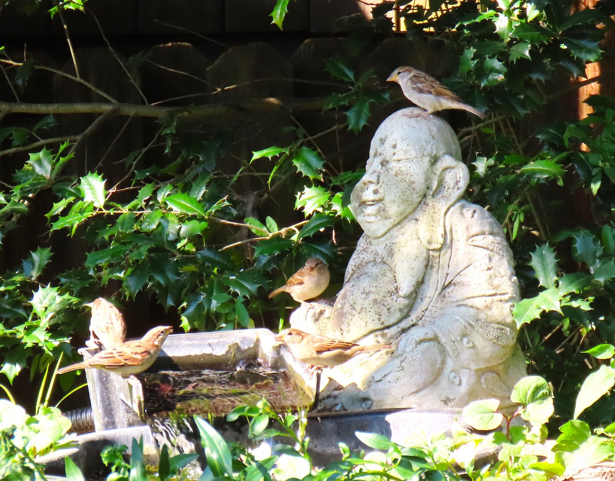 家麻雀 - ML641766592