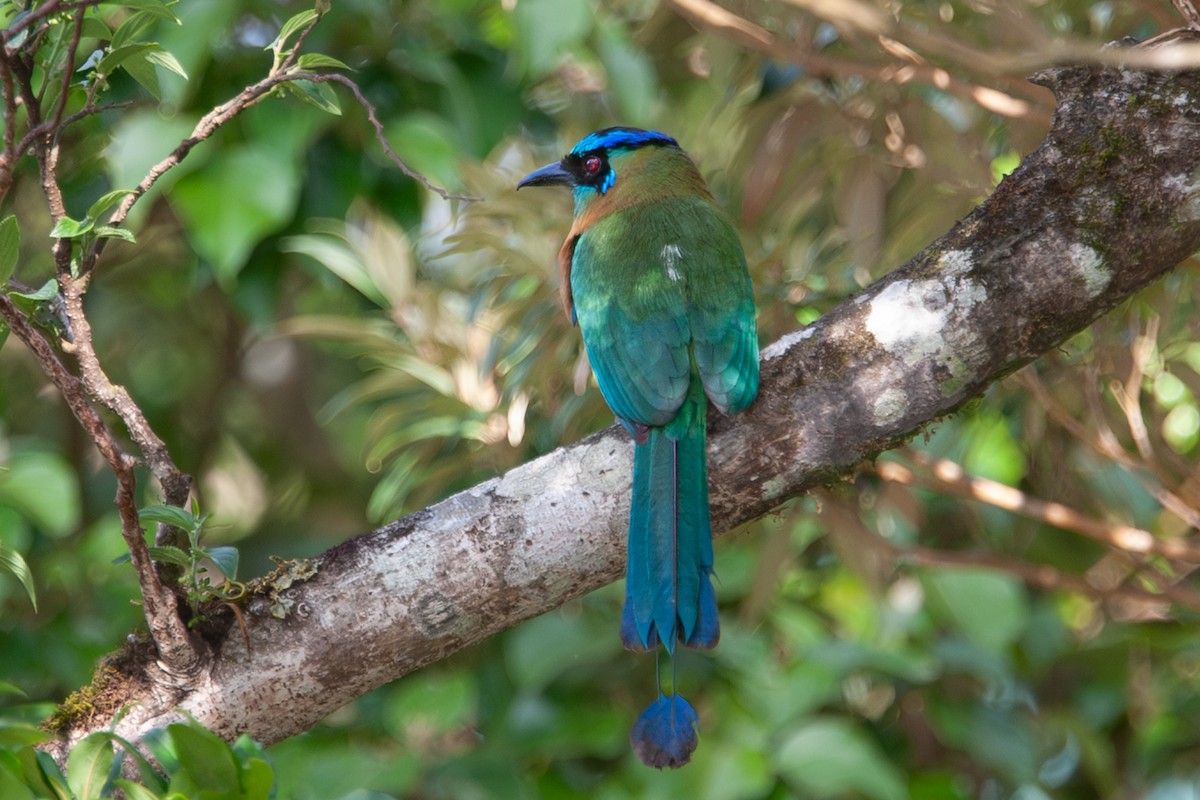 Lesson's Motmot - ML641766593
