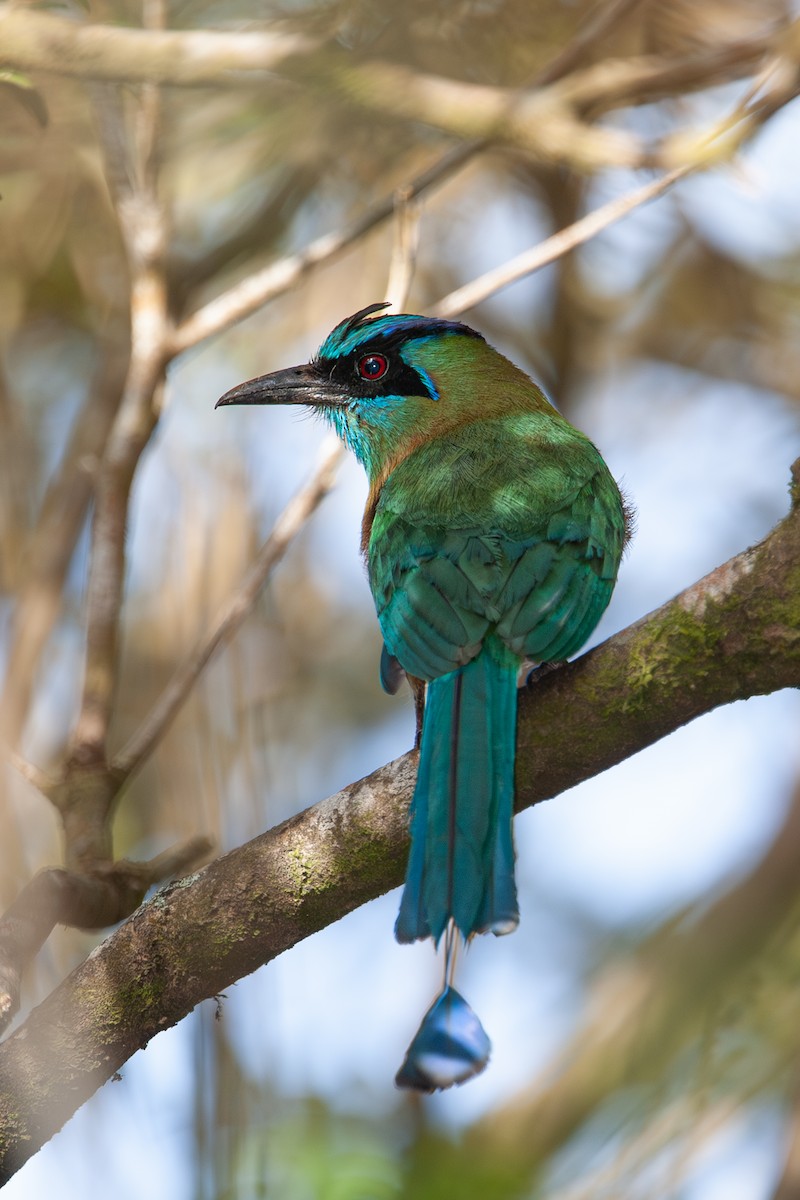 Lesson's Motmot - ML641766594