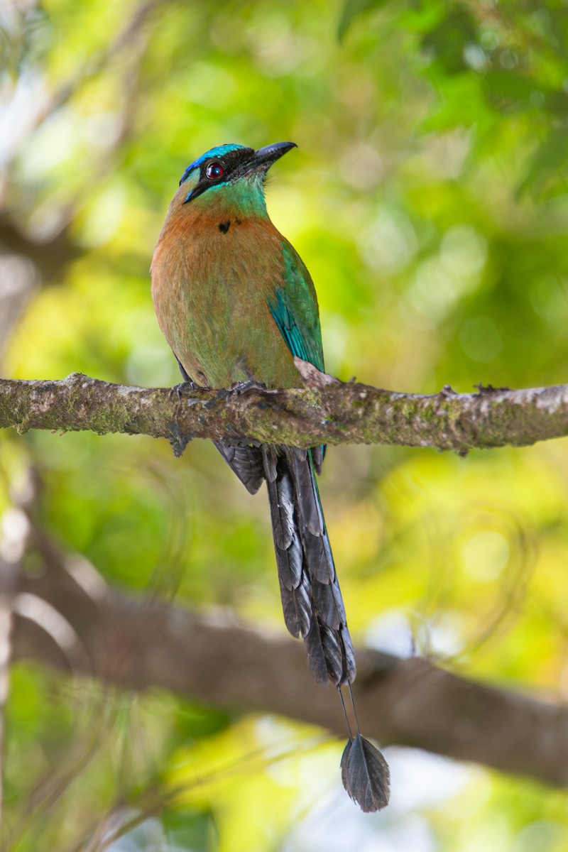 Lesson's Motmot - ML641766595