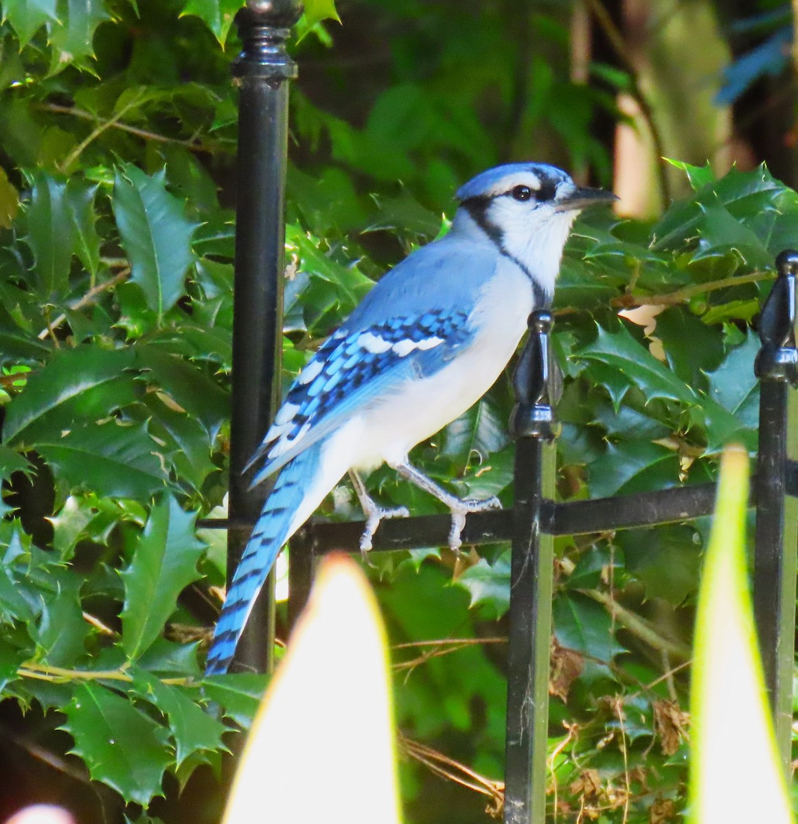 Blue Jay - ML641766604