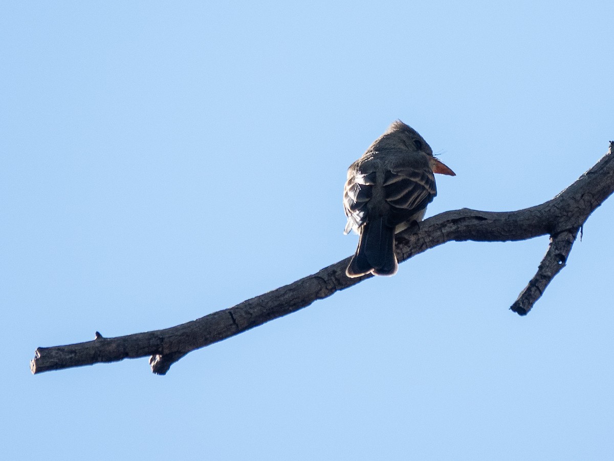 Greater Pewee - ML641766616