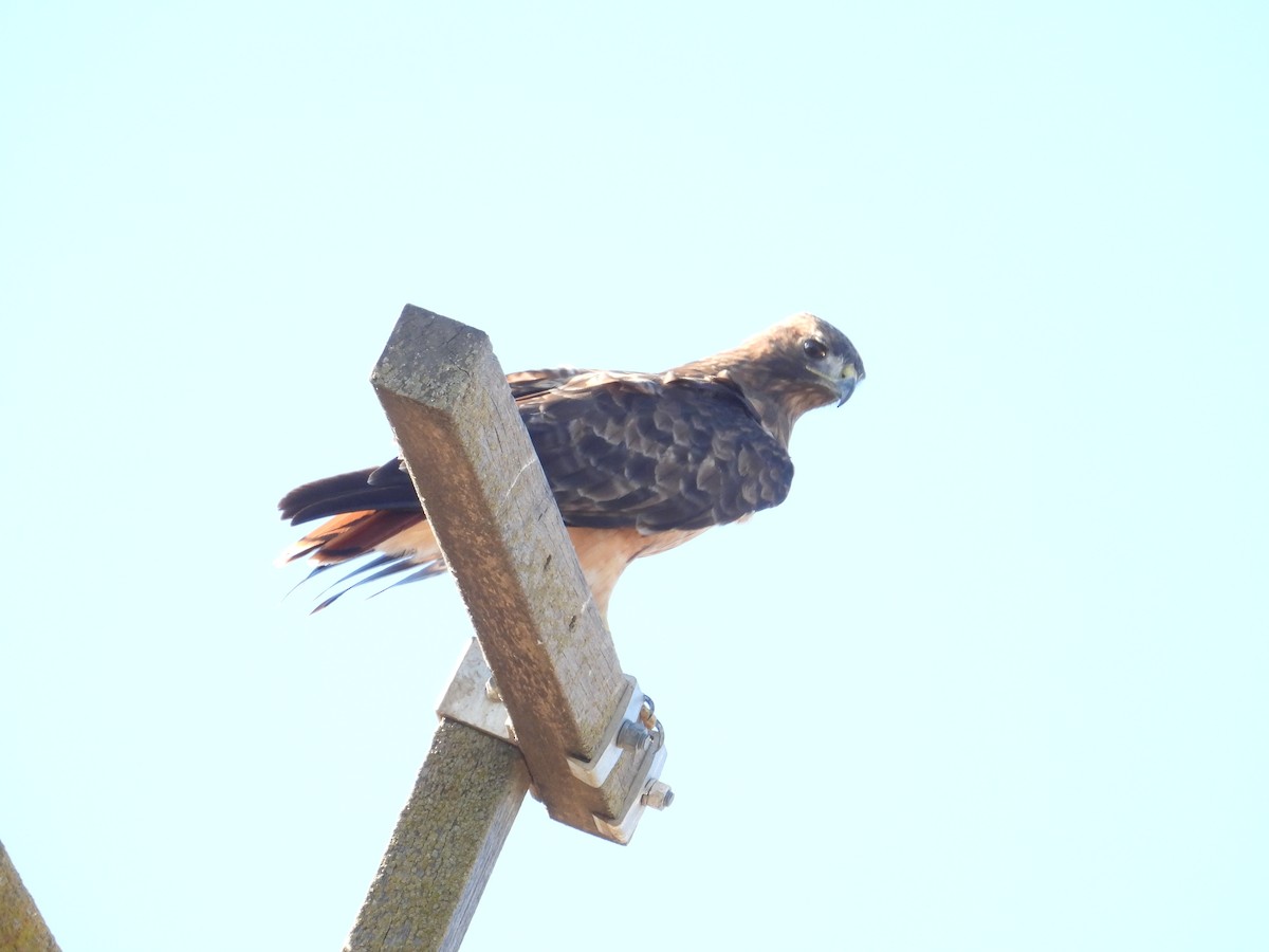 Red-tailed Hawk - ML641766635