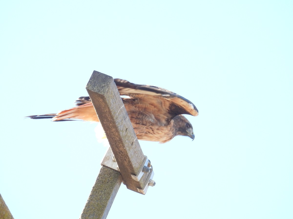 Red-tailed Hawk - ML641766649