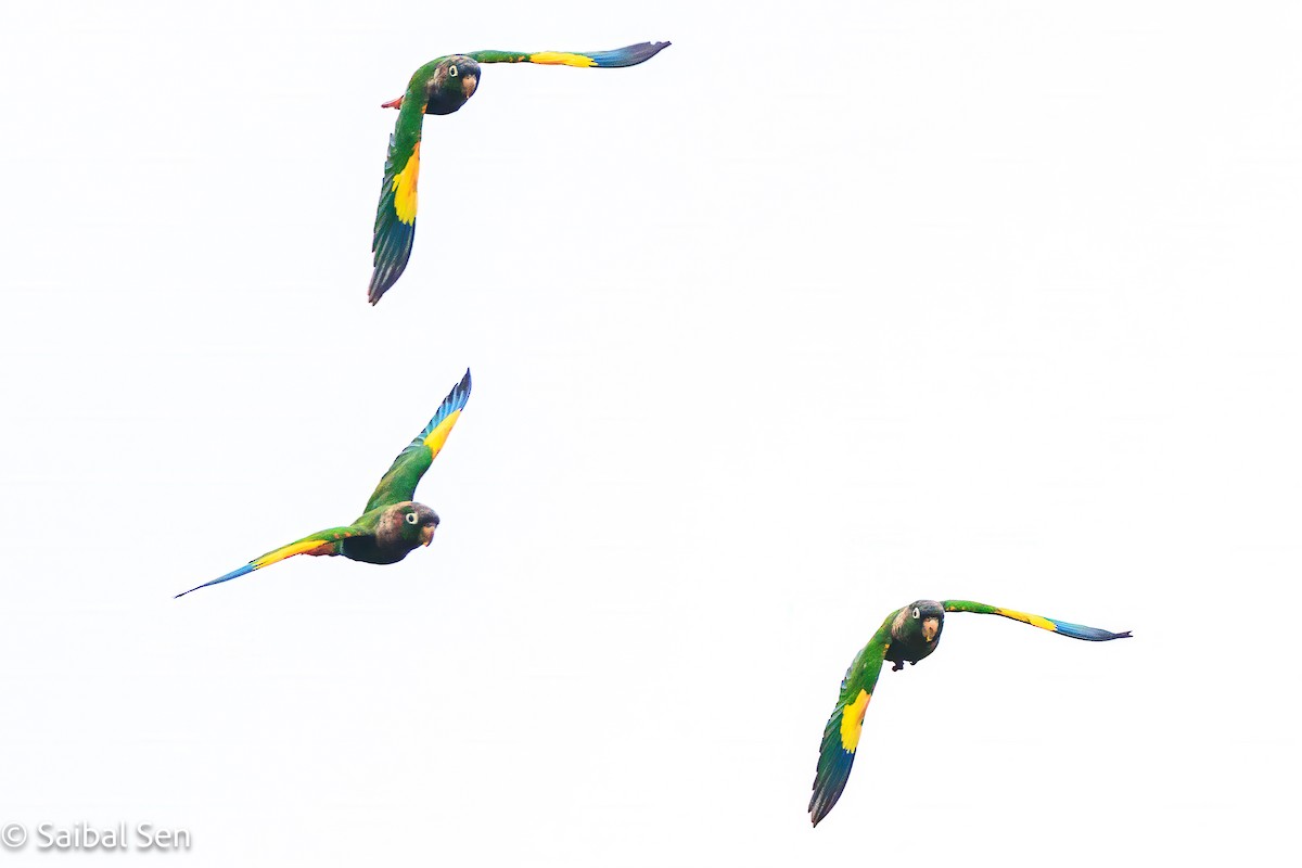 Brown-breasted Parakeet - ML641766663