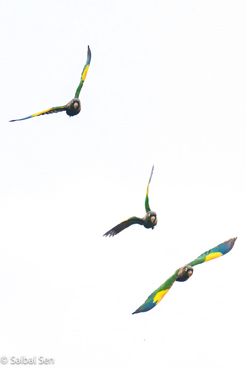 Brown-breasted Parakeet - ML641766665