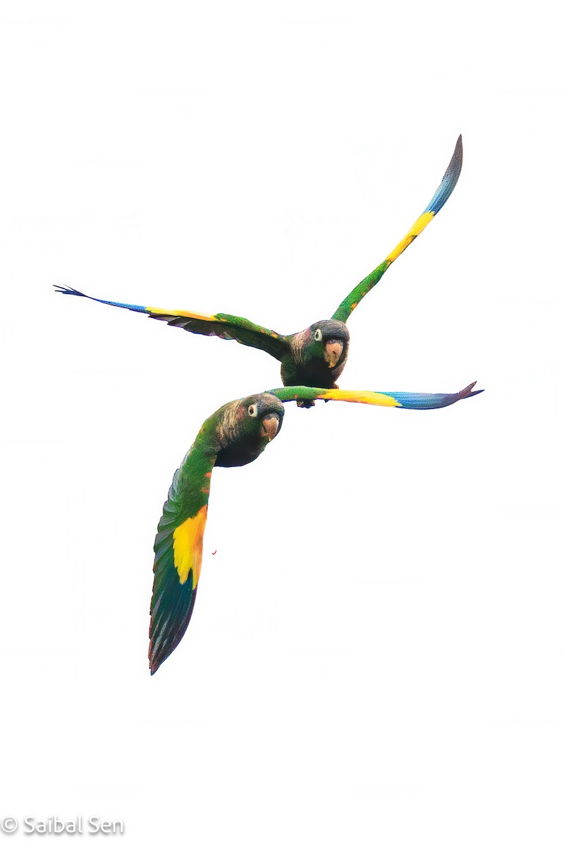 Brown-breasted Parakeet - ML641766666