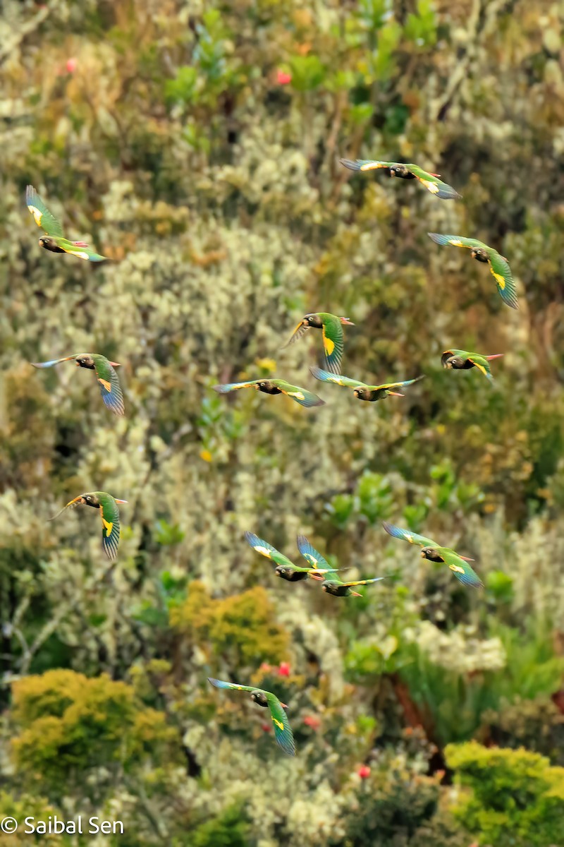 Brown-breasted Parakeet - ML641766667