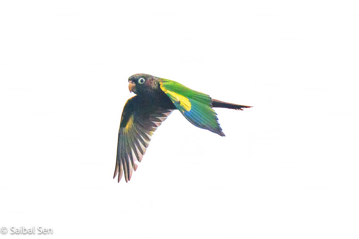 Brown-breasted Parakeet - ML641766668