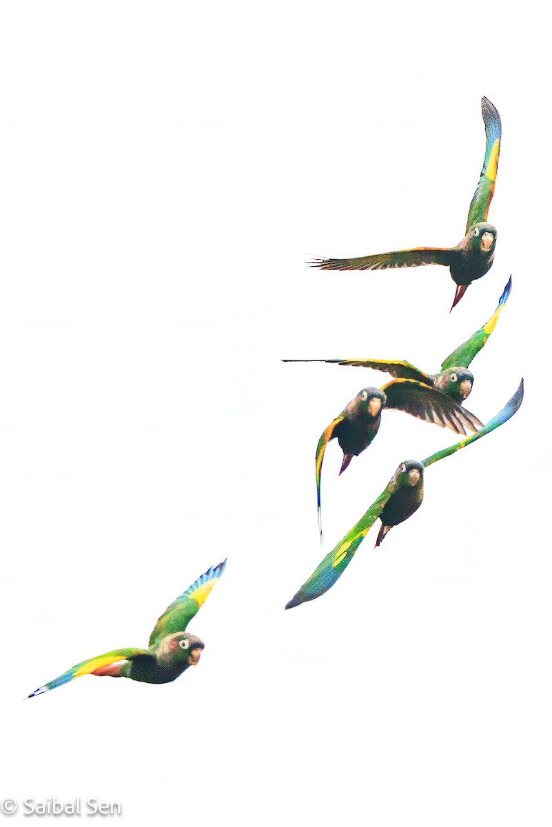 Brown-breasted Parakeet - ML641766669