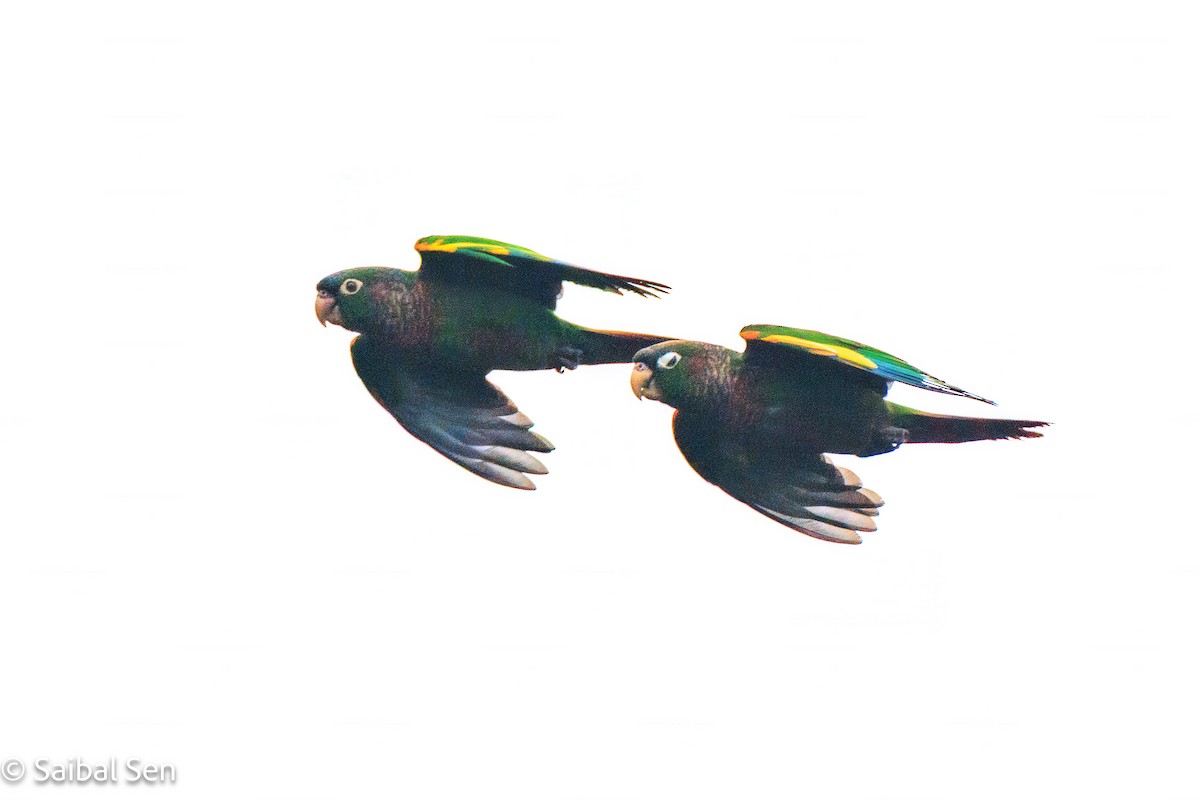 Brown-breasted Parakeet - ML641766670