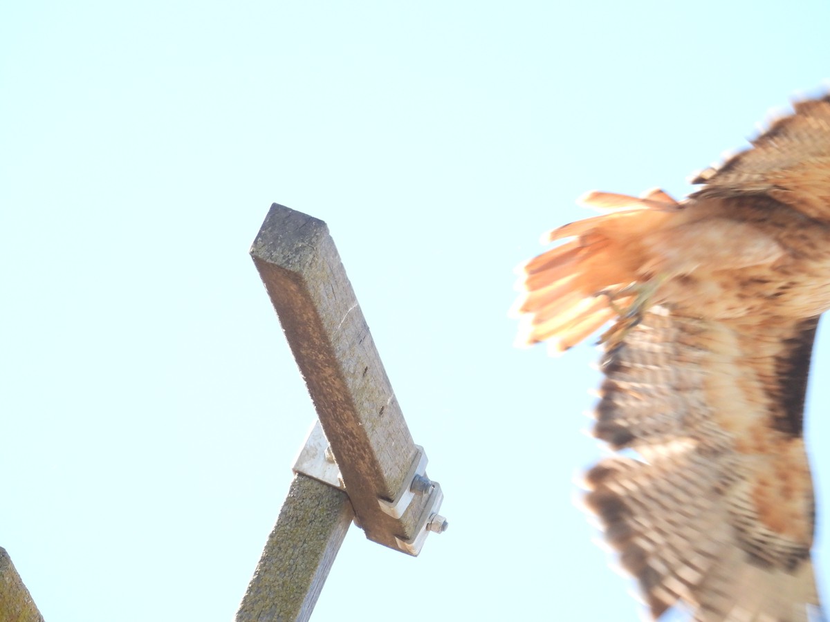 Red-tailed Hawk - ML641766674