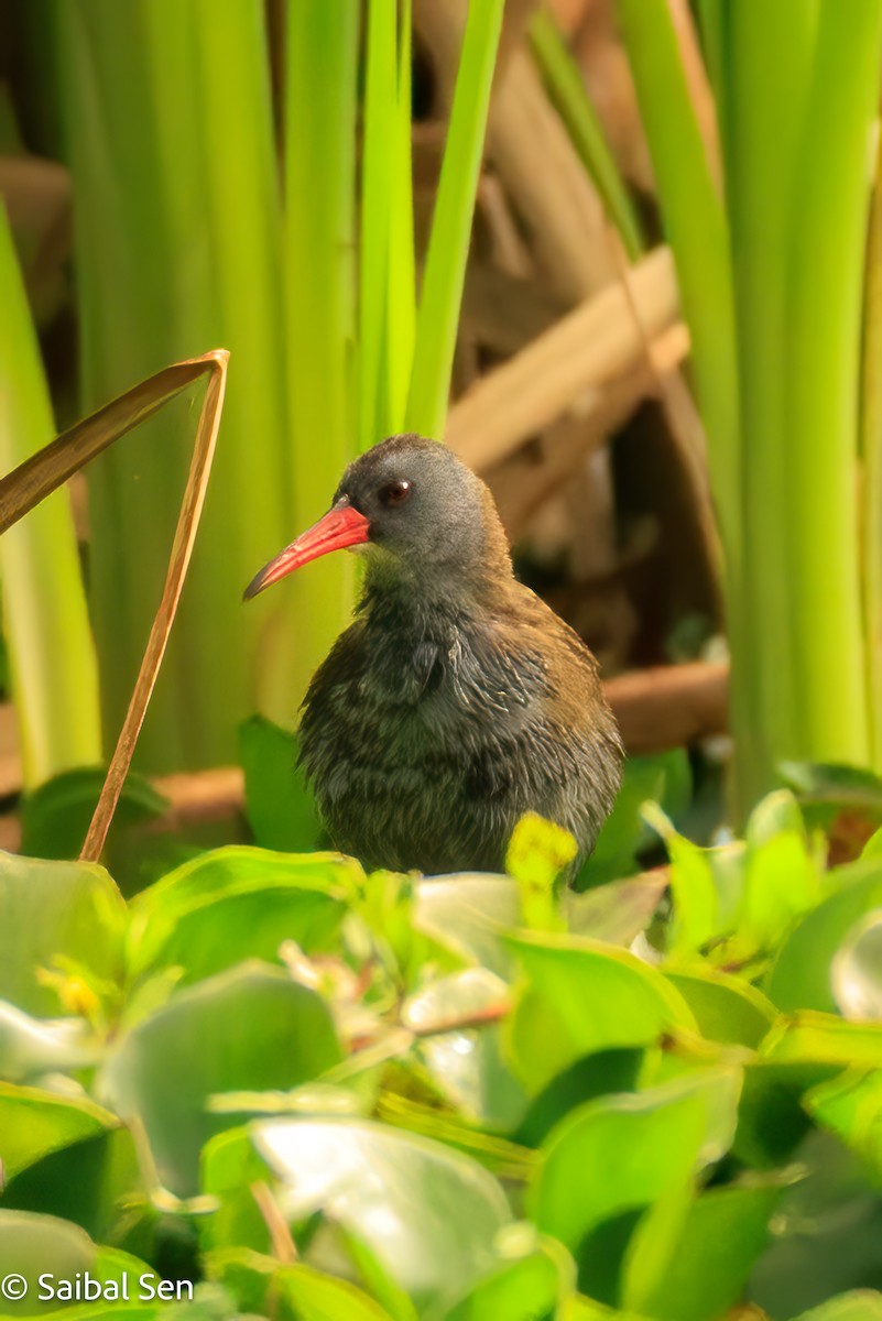 Bogota Rail - ML641766701