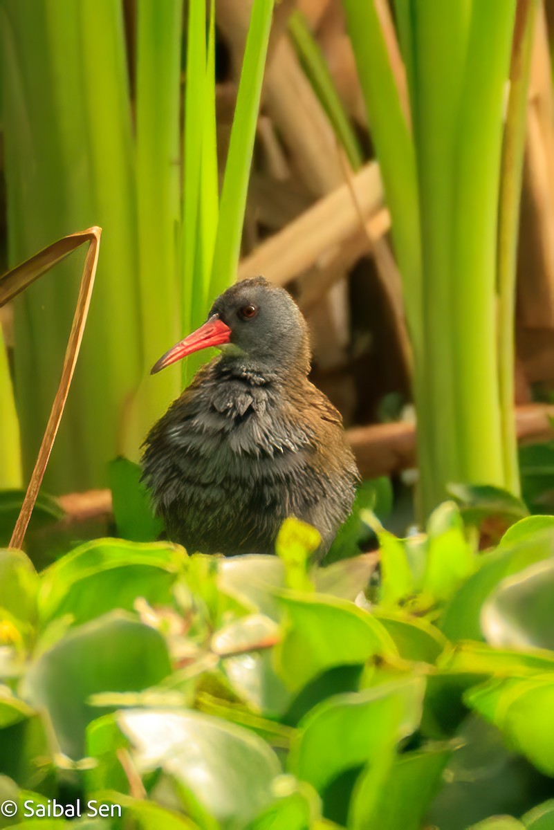 Bogota Rail - ML641766702
