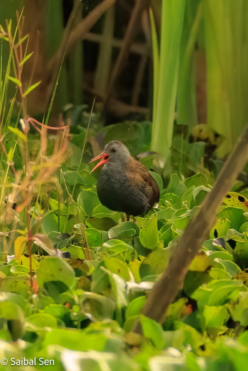 Bogota Rail - ML641766703
