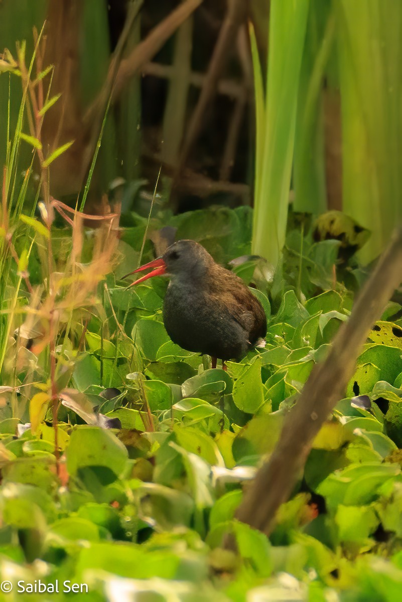 Bogota Rail - ML641766704