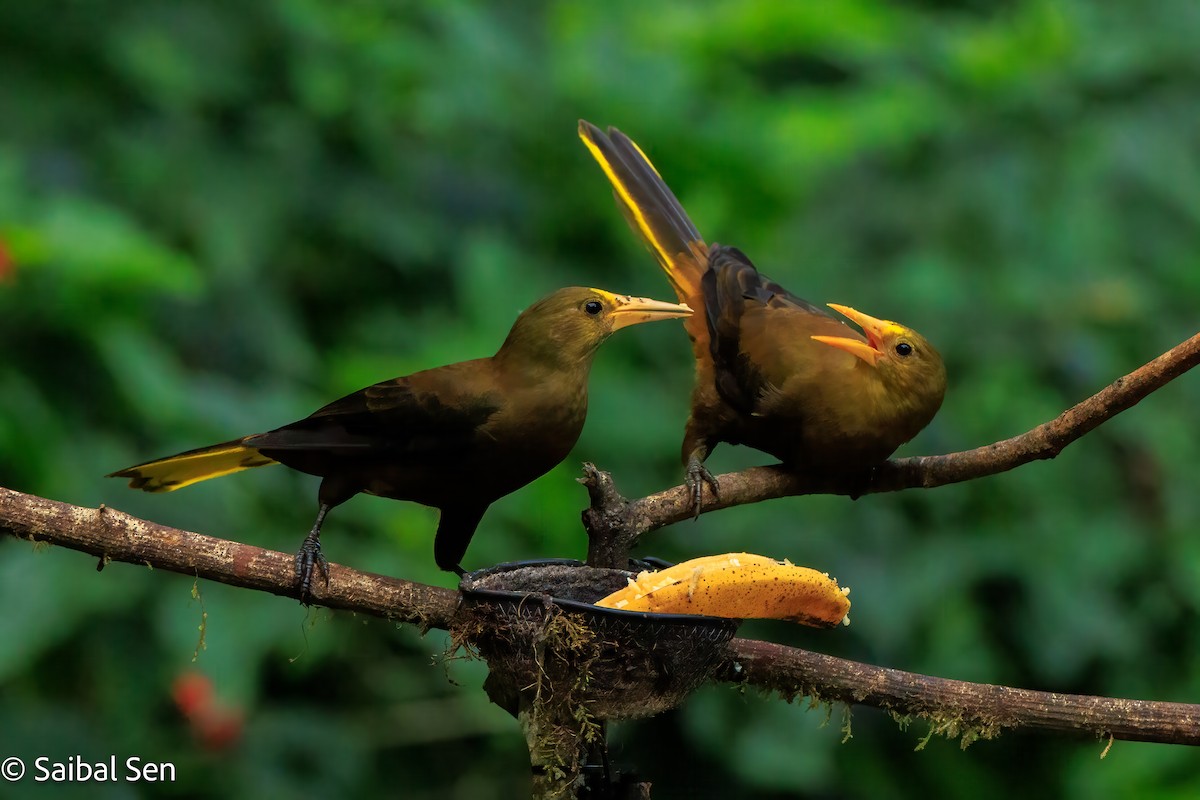 Russet-backed Oropendola - ML641766731