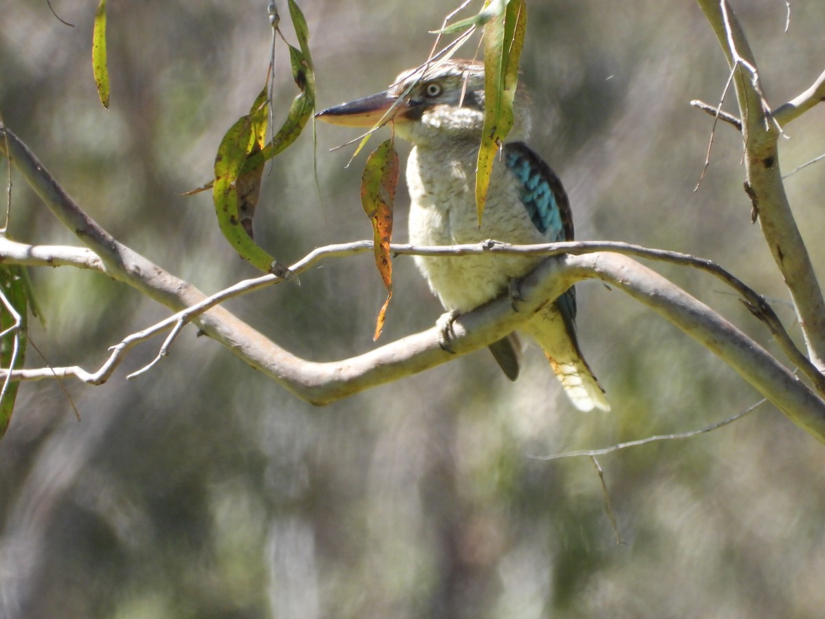 Blue-winged Kookaburra - ML641766739
