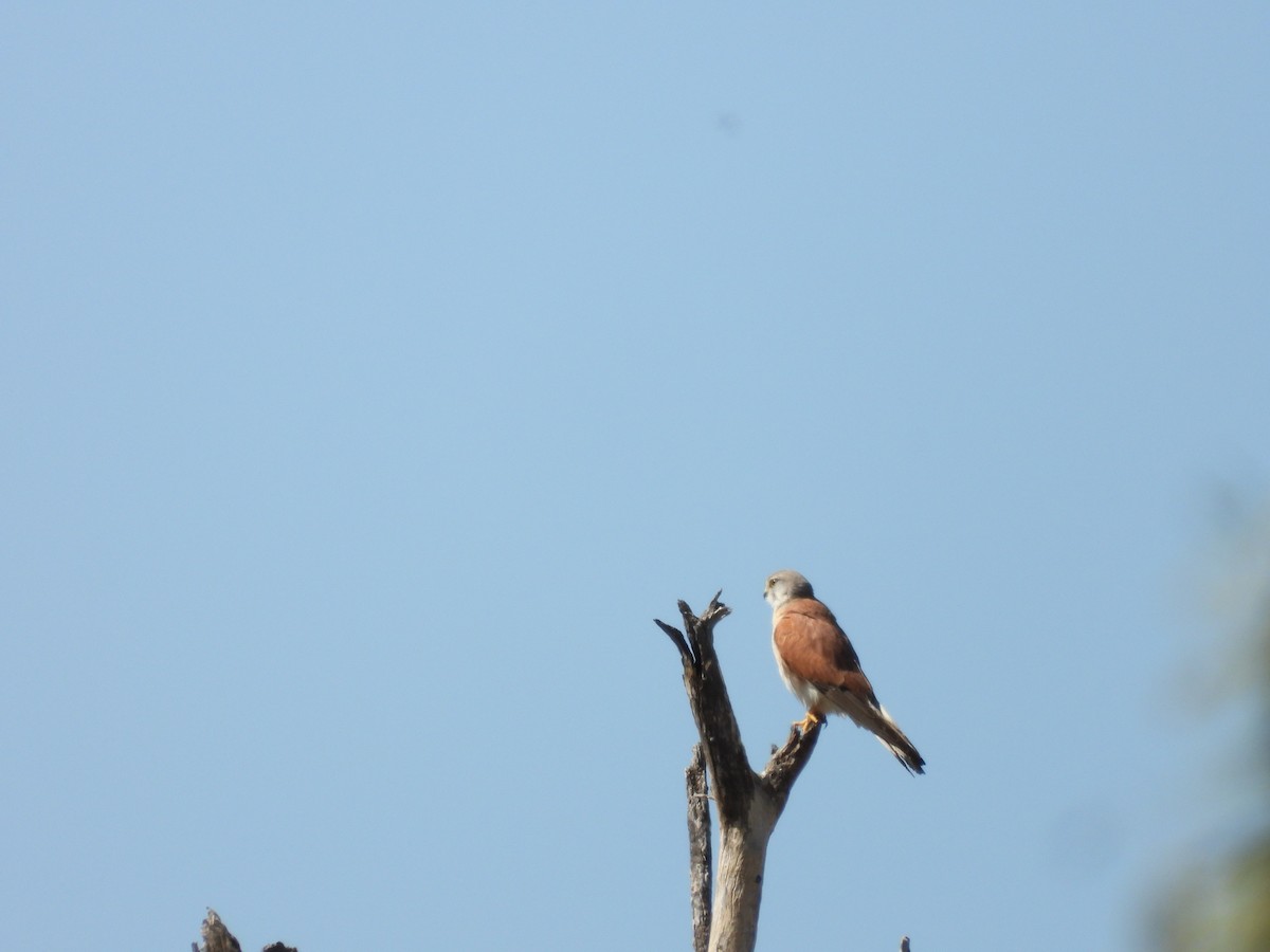 Nankeen Kestrel - ML641766754