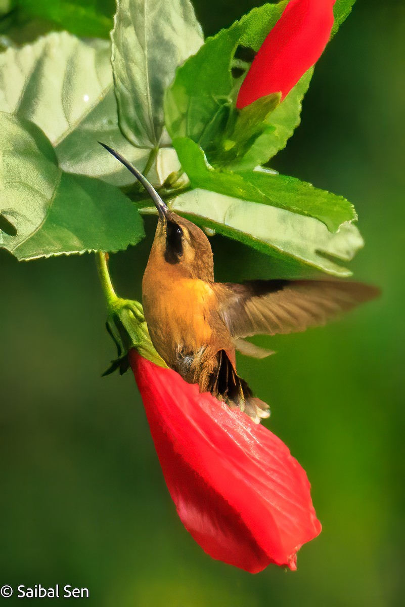 Gray-chinned Hermit - ML641766792