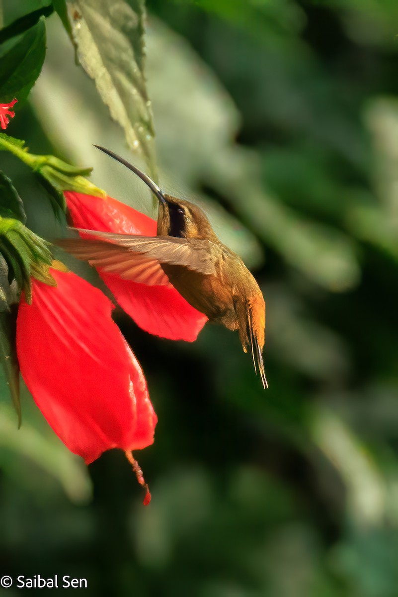 Gray-chinned Hermit - ML641766793
