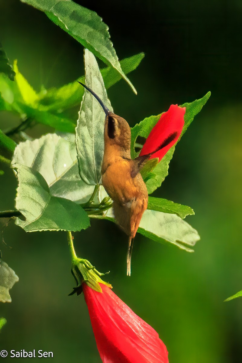 Gray-chinned Hermit - ML641766795