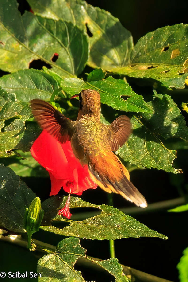 Gray-chinned Hermit - ML641766796