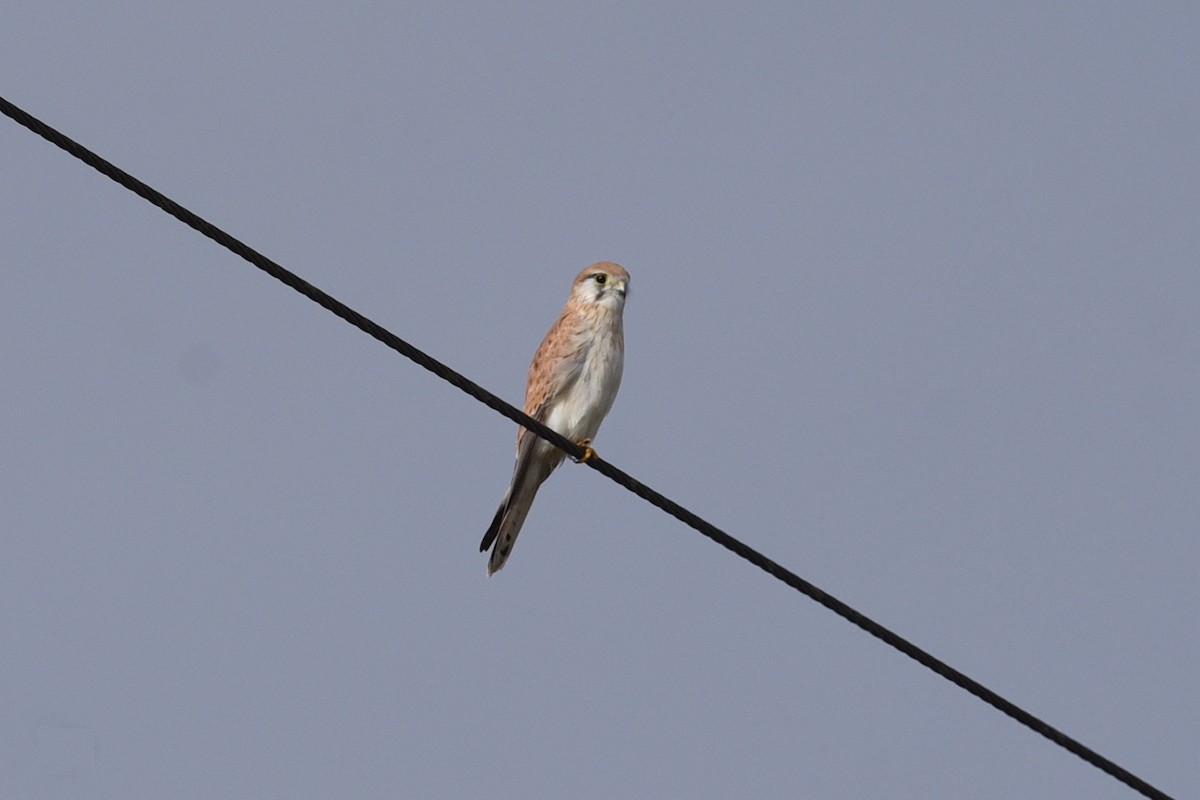Nankeen Kestrel - ML641766834
