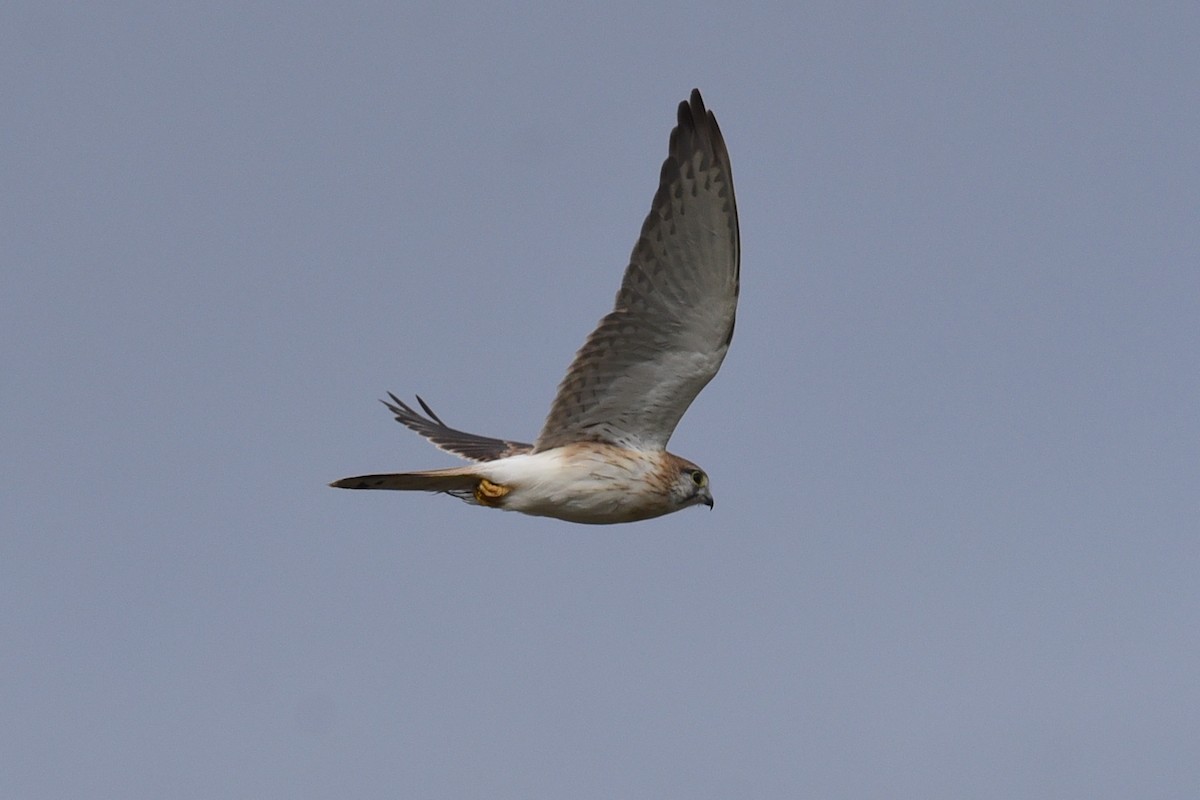 Nankeen Kestrel - ML641766835