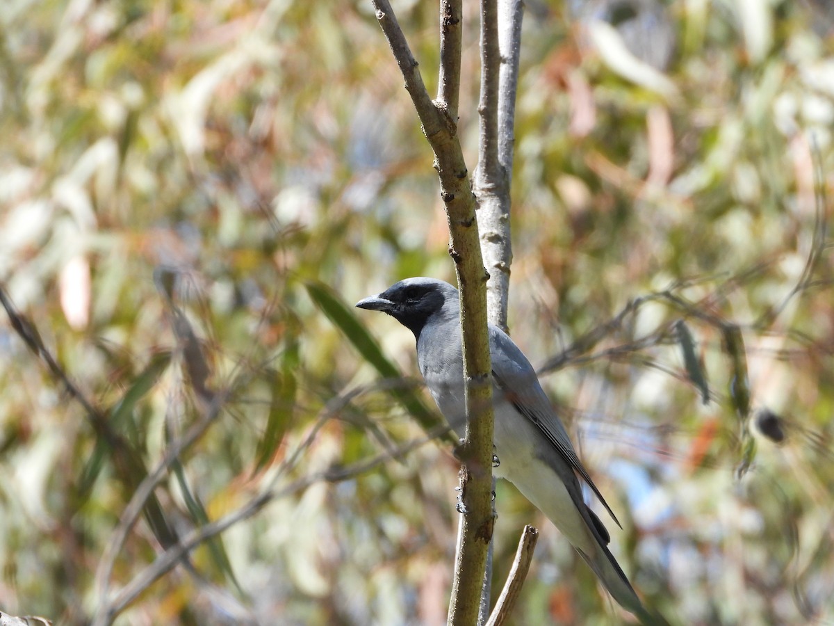Black-faced Cuckooshrike - ML641766850