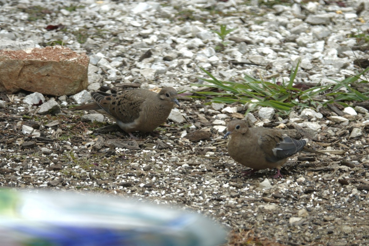 Mourning Dove - ML641766892