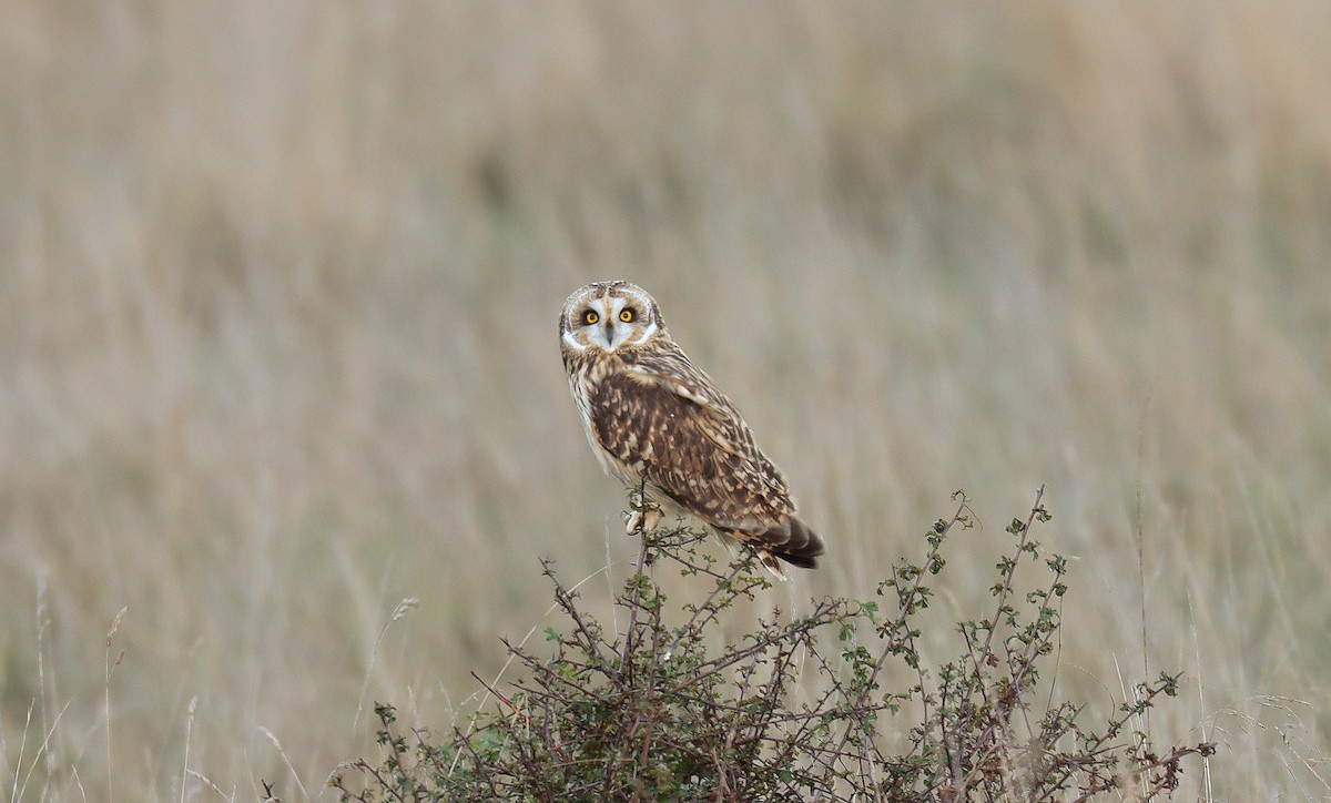 Gufo di palude - ML641766893