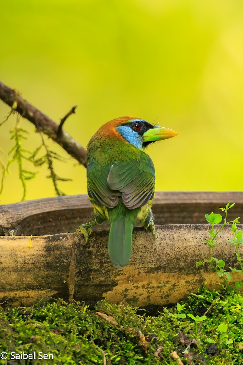 Kırmızı Başlı Barbet - ML641766897