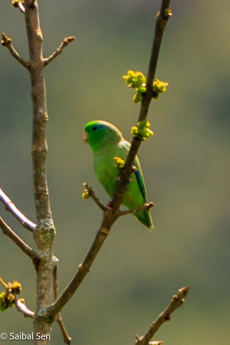 Spectacled Parrotlet - ML641766905