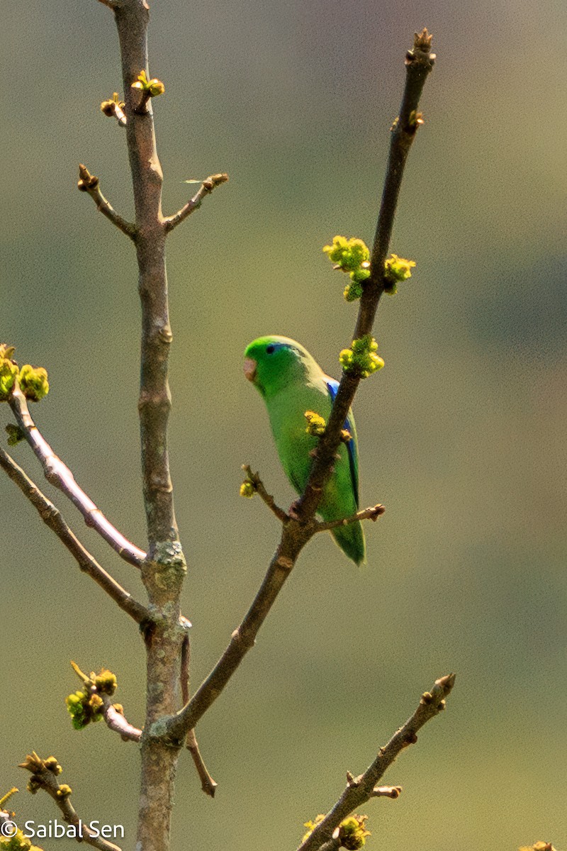 Spectacled Parrotlet - ML641766906