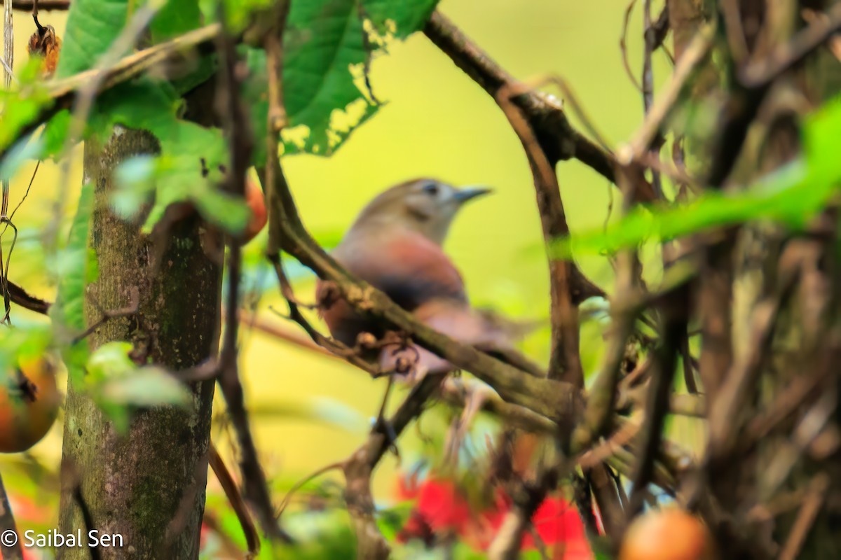 Plain-crowned Spinetail - ML641766929