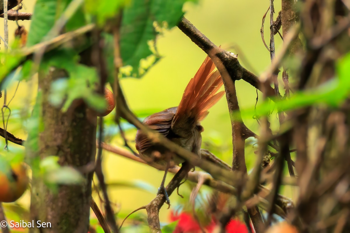 Plain-crowned Spinetail - ML641766930