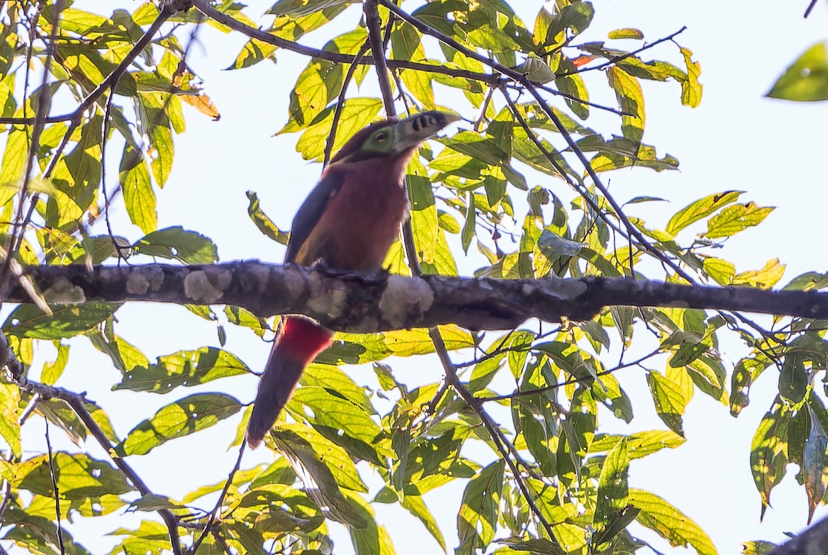 Spot-billed Toucanet - ML641766932