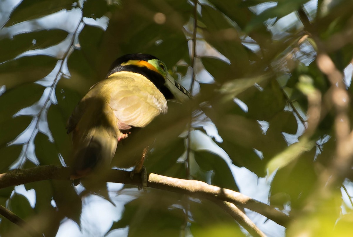 Spot-billed Toucanet - ML641766933