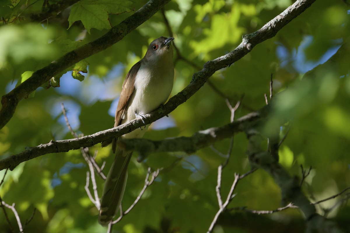 Black-billed Cuckoo - ML641766956