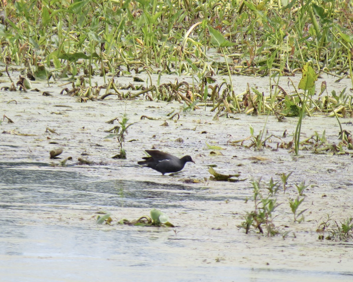Common Gallinule - ML641766971