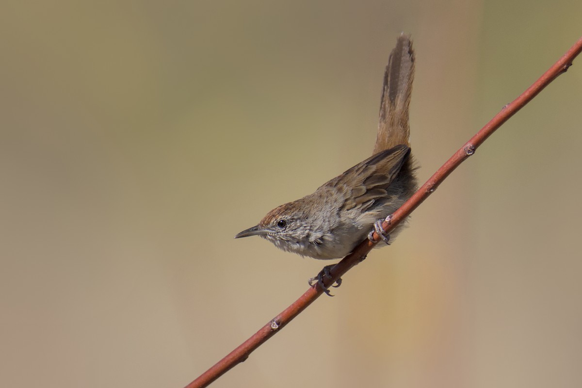 Spinifexbird - ML641766973