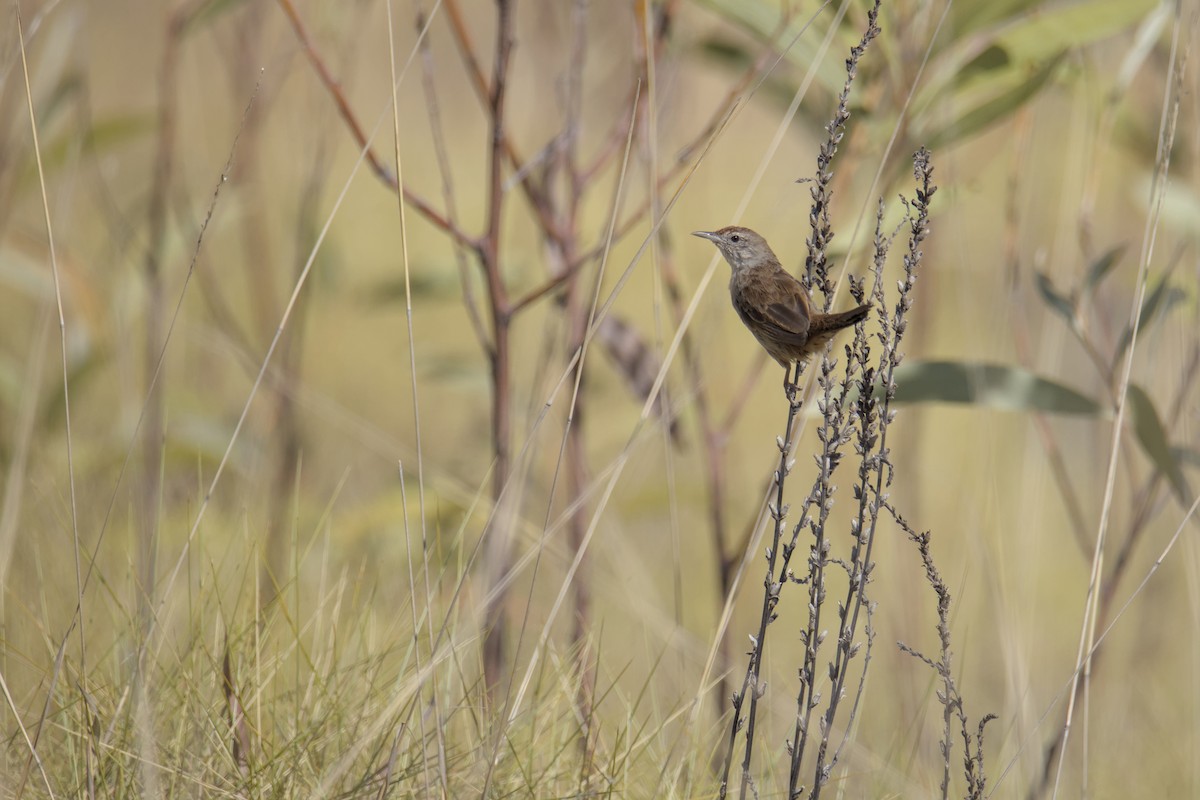 Spinifexbird - ML641766975