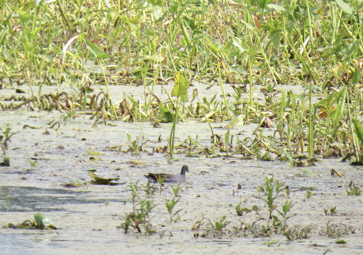 Common Gallinule - ML641766978