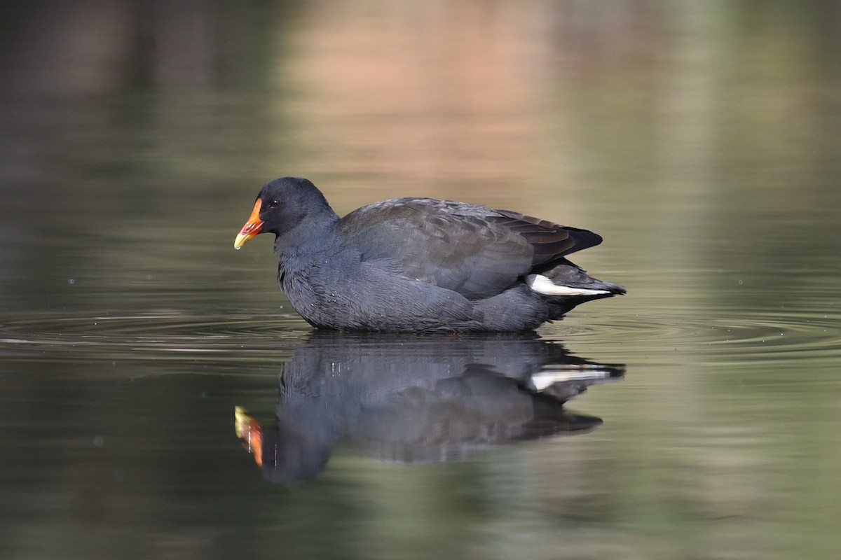 Dusky Moorhen - ML641766983
